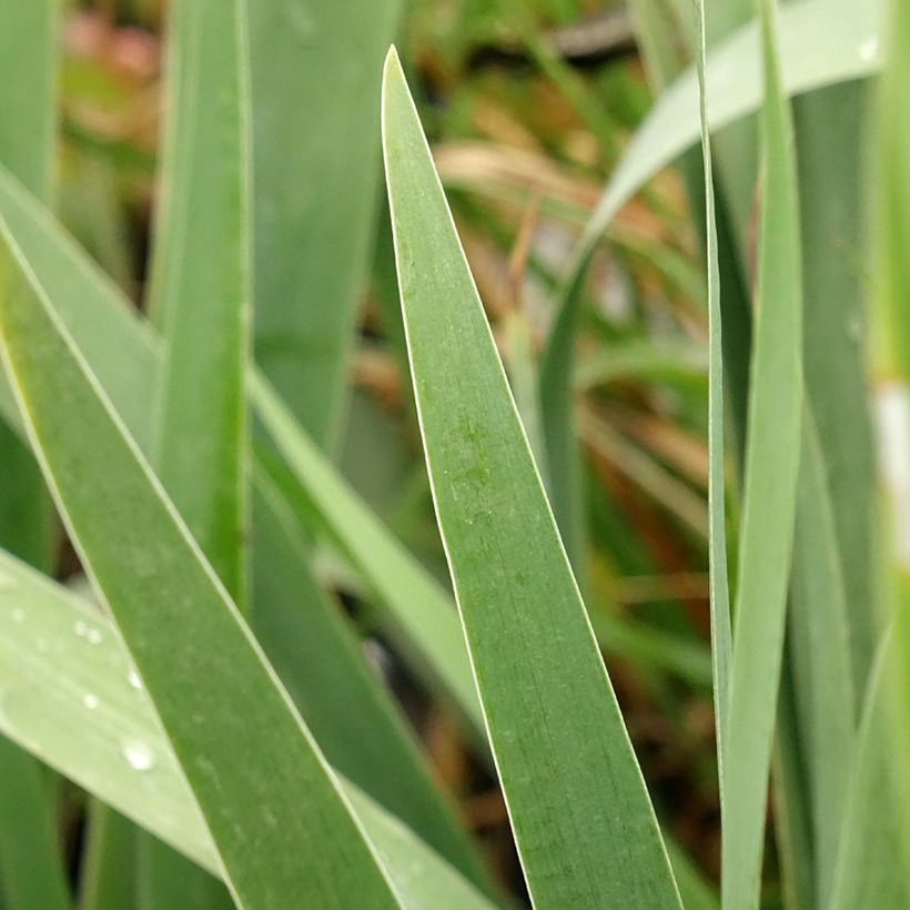 Iris germanica Harbor Blue - Baardiris (Blad)