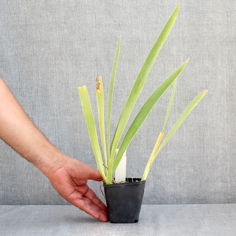 Exemplaar van Iris germanica Hello Darling - Baardiris Kweekpotje van 8/9 cm zoals geleverd in de zomer