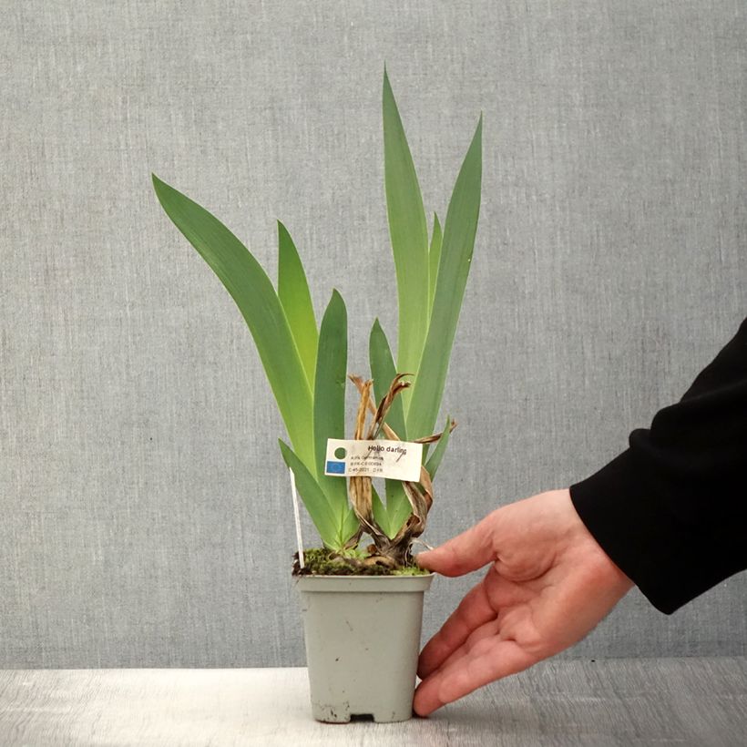 Exemplaar van Iris germanica Hello Darling - Baardiris Kweekpotje van 8/9 cm zoals geleverd in de lente