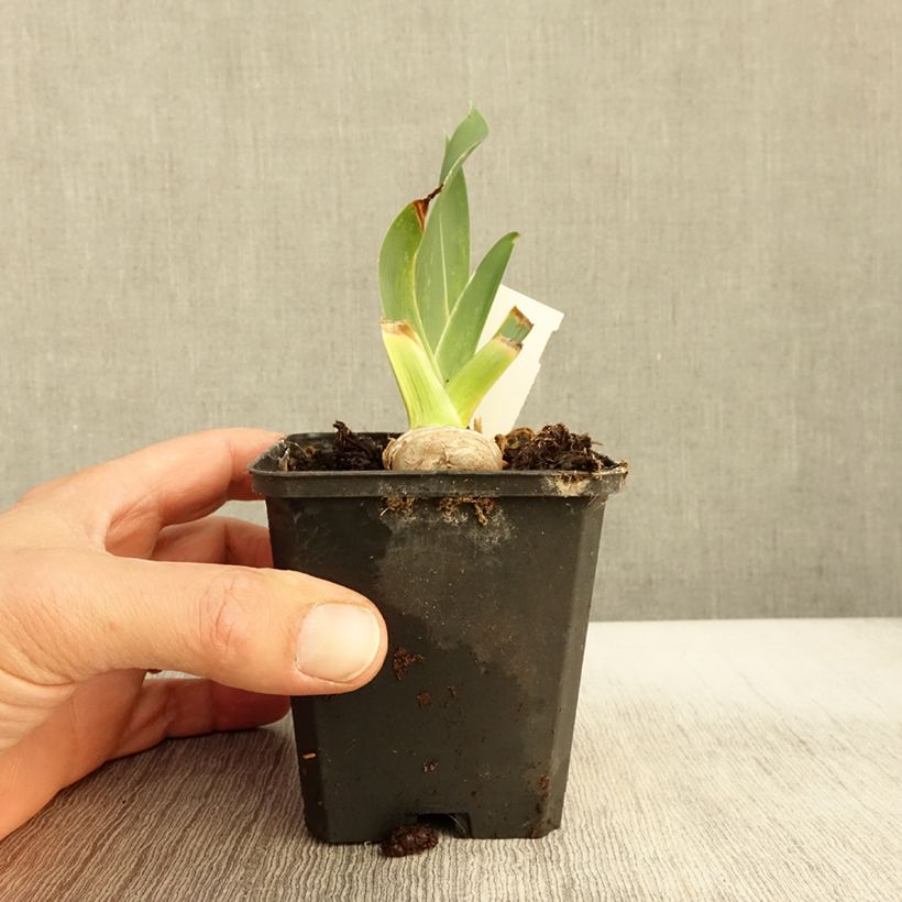 Exemplaar van Iris germanica High Stakes - Baardiris Kweekpotje van 8/9 cm zoals geleverd in de herfst