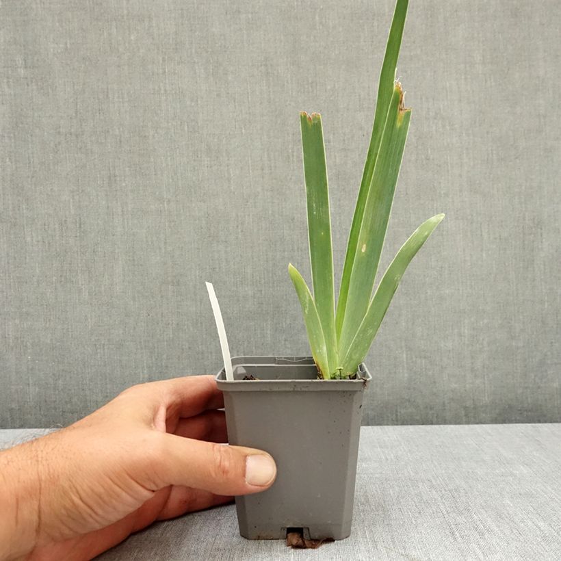 Exemplaar van Iris germanica Immortality - Baardiris Kweekpotje van 8/9 cm zoals geleverd in de zomer
