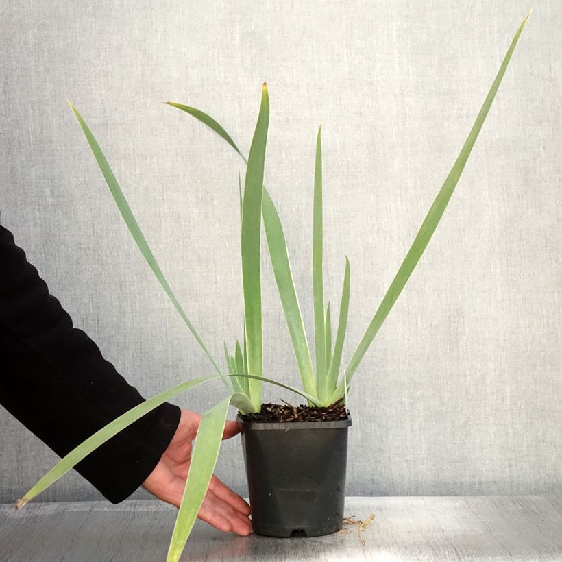 Exemplaar van Iris germanica Immortality - Baardiris Pot van 1,5 l/2 l zoals geleverd in de herfst