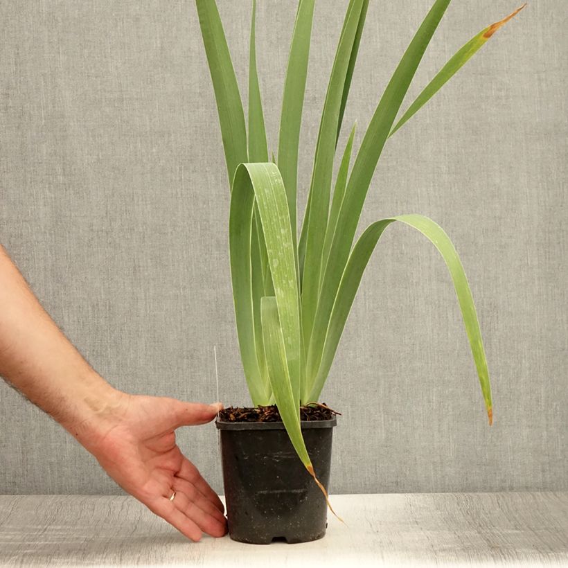 Exemplaar van Iris germanica Immortality - Baardiris Pot van 1,5 l/2 l zoals geleverd in de zomer
