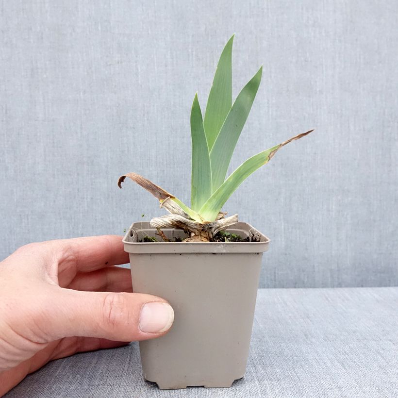 Exemplaar van Iris germanica Immortality - Baardiris Kweekpotje van 8/9 cm zoals geleverd in de lente