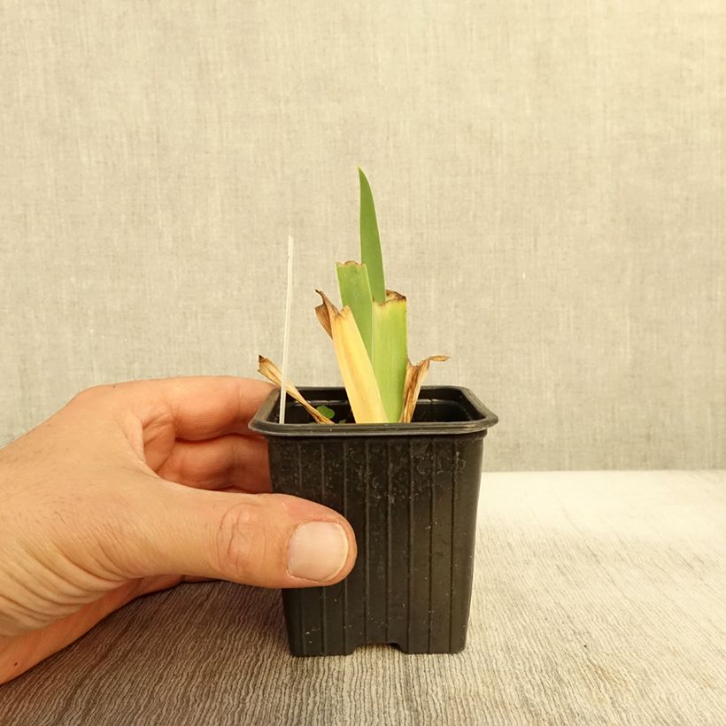 Exemplaar van Iris germanica Inferno - Baardiris Kweekpotje van 8/9 cm zoals geleverd in de herfst