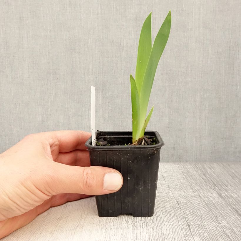 Exemplaar van Iris germanica Invitation - Baardiris Kweekpotje van 8/9 cm zoals geleverd in de lente