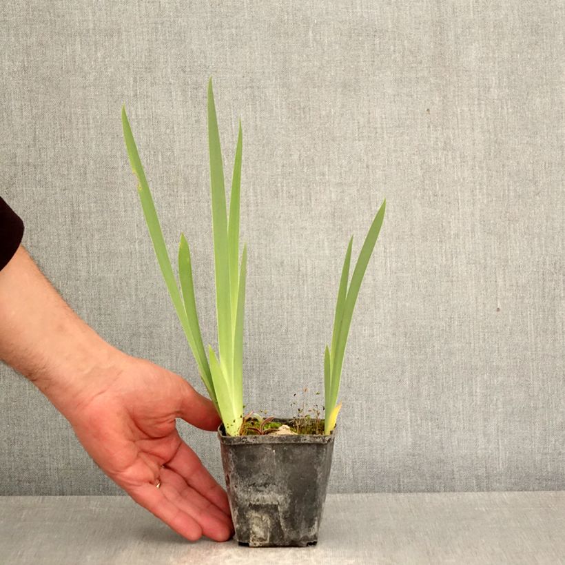 Exemplaar van Iris germanica Inviting - Baardiris Kweekpotje van 8/9 cm zoals geleverd in de lente