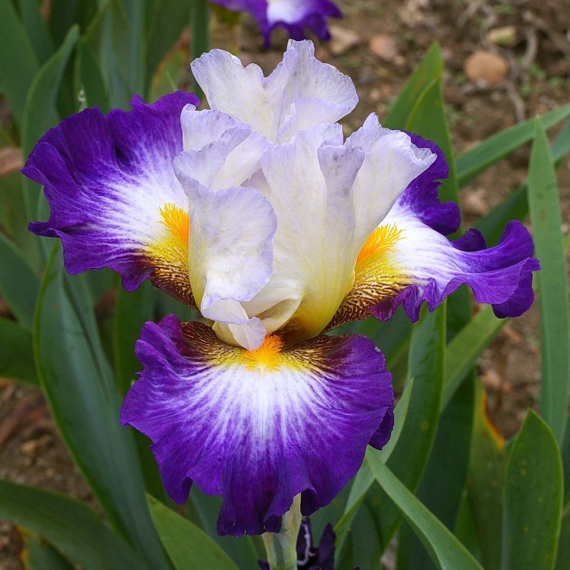 Iris germanica Irisades - Baardiris (Flowering)