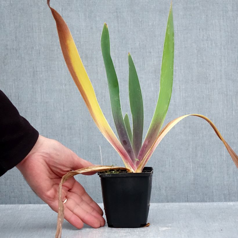 Exemplaar van Iris germanica Irisades - Baardiris Kweekpotje van 8/9 cm zoals geleverd in de herfst