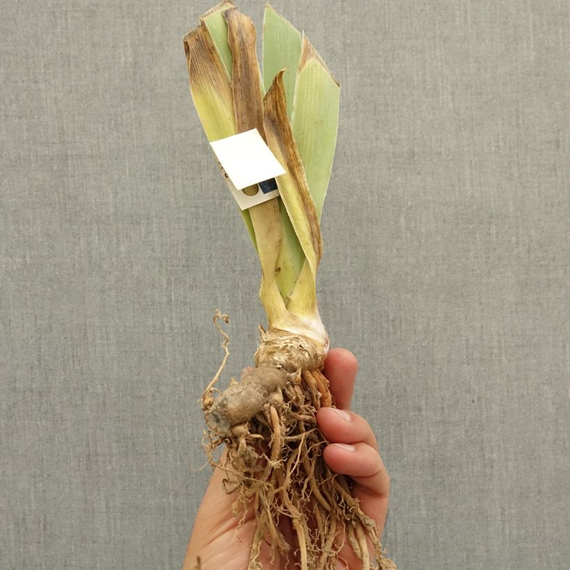 Exemplaar van Iris germanica It's Amazing - Baardiris Lilliput Wortelstok zoals geleverd in de winter