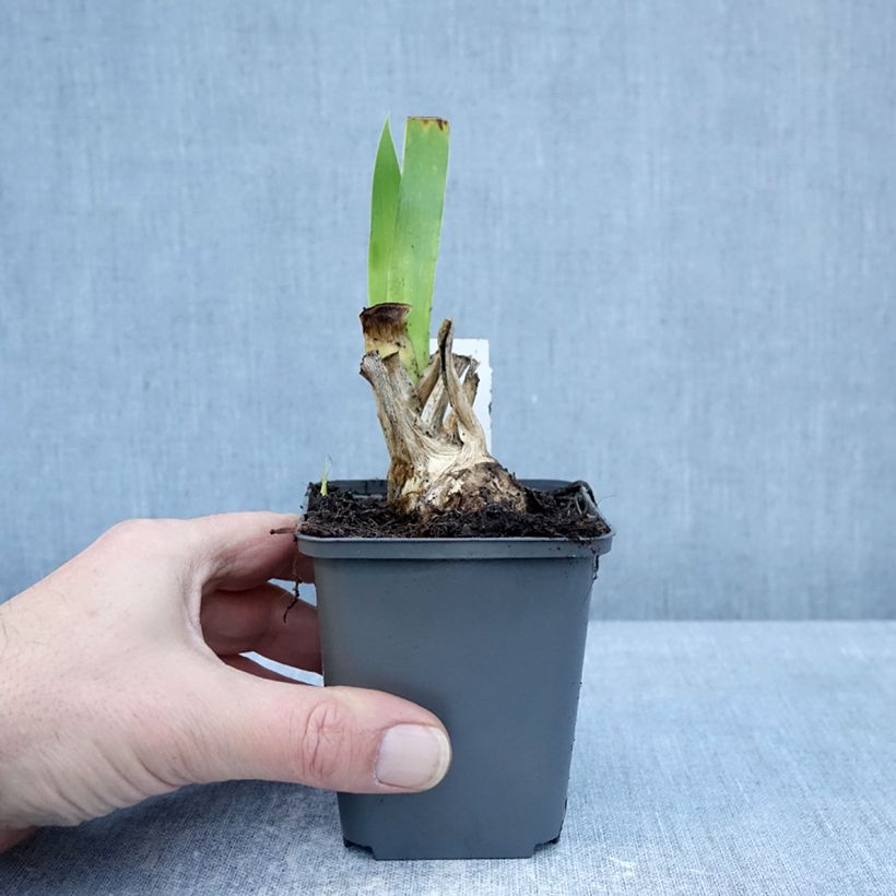 Exemplaar van Iris germanica Joyful Skies - Baardiris Kweekpotje van 8/9 cm zoals geleverd in de winter