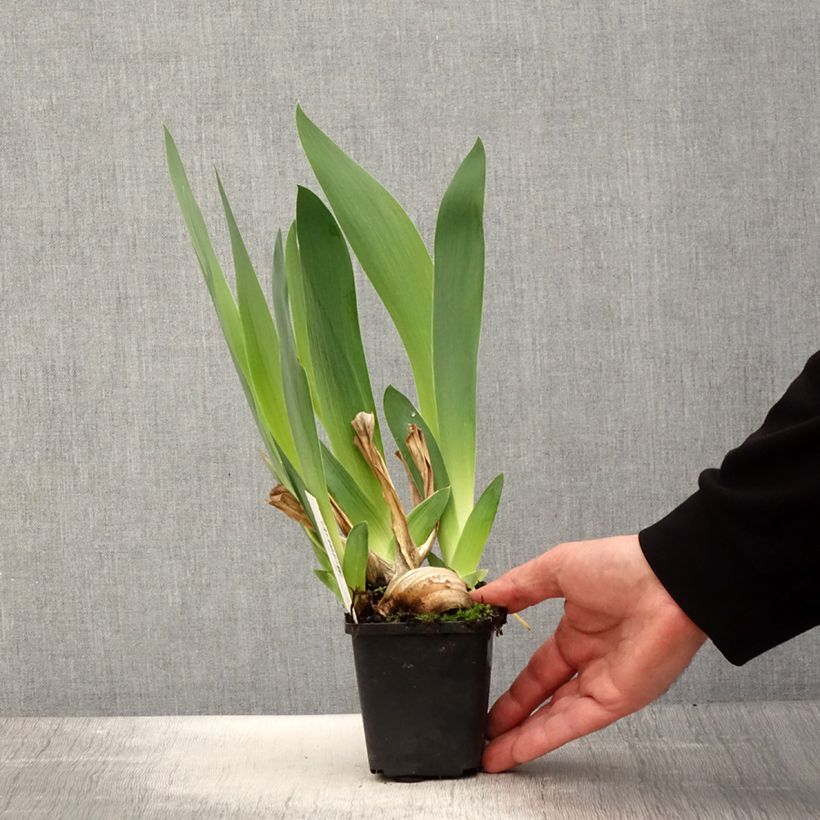 Exemplaar van Iris germanica Joyful Skies - Baardiris Kweekpotje van 8/9 cm zoals geleverd in de lente