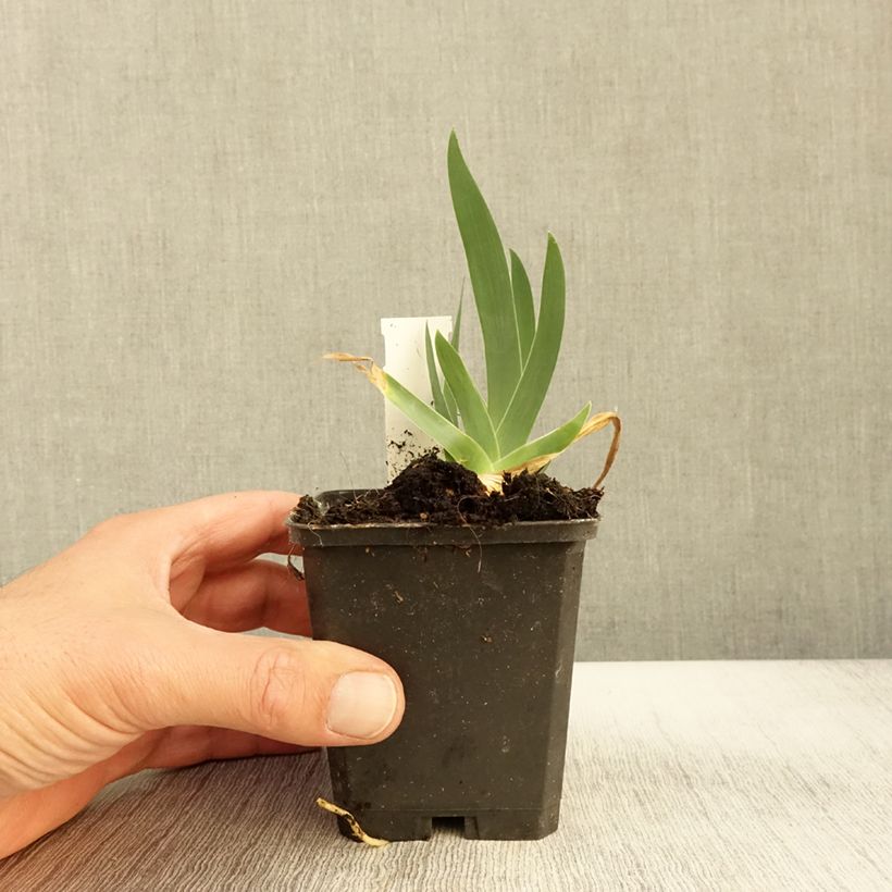 Exemplaar van Iris germanica Jus de Pomme - Baardiris Kweekpotje van 8/9 cm zoals geleverd in de herfst