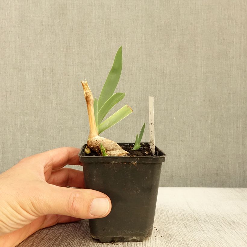 Exemplaar van Iris germanica Lark Ascending - Baardiris Kweekpotje van 8/9 cm zoals geleverd in de herfst