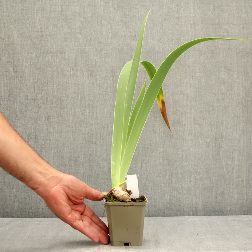 Exemplaar van Iris germanica Leonin - Baardiris Kweekpotje van 8/9 cm zoals geleverd in de zomer