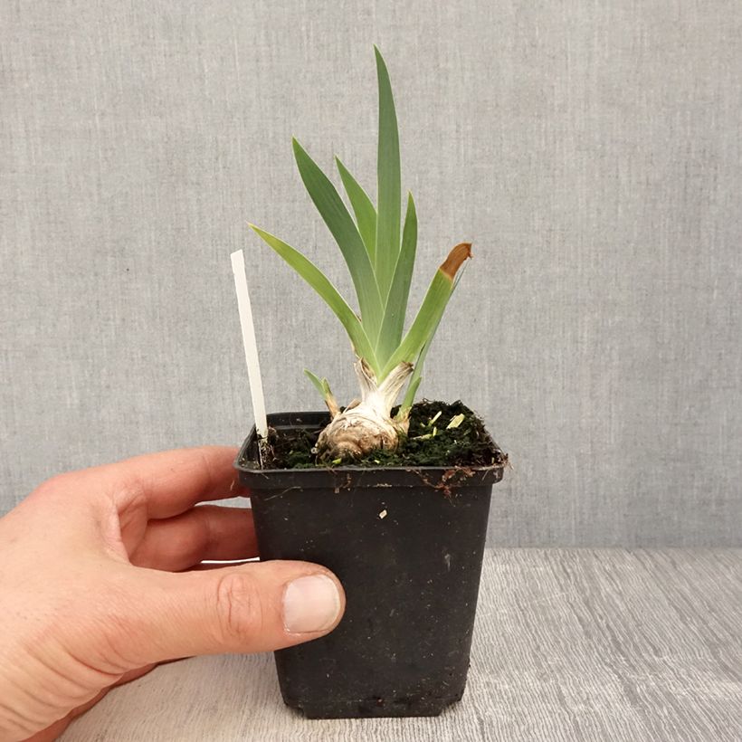 Exemplaar van Iris germanica Lucky Locket - Baardiris Kweekpotje van 8/9 cm zoals geleverd in de lente