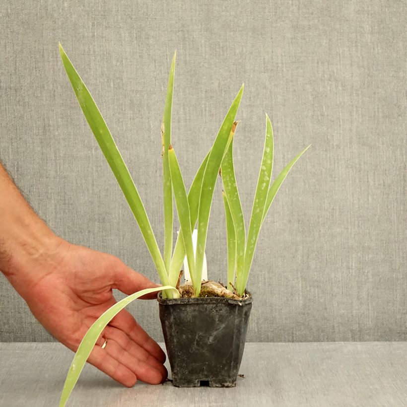 Exemplaar van Iris germanica Lune et Soleil - Baardiris Kweekpotje van 8/9 cm zoals geleverd in de zomer