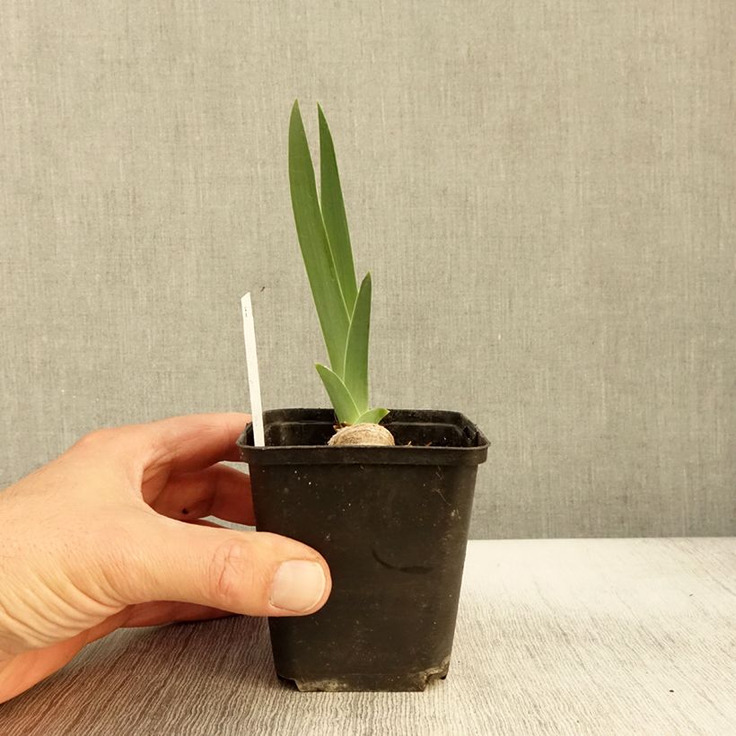 Exemplaar van Iris germanica Lune et Soleil - Baardiris Kweekpotje van 8/9 cm zoals geleverd in de herfst