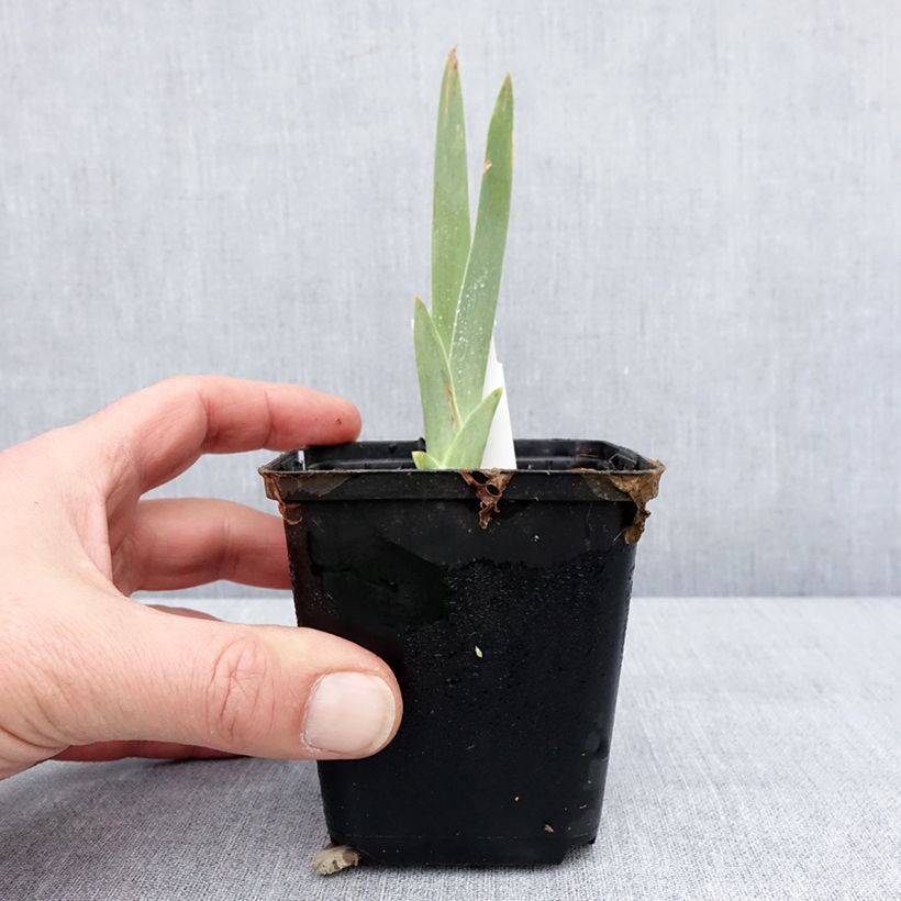 Exemplaar van Iris germanica Lune et Soleil - Baardiris Kweekpotje van 8/9 cm zoals geleverd in de winter