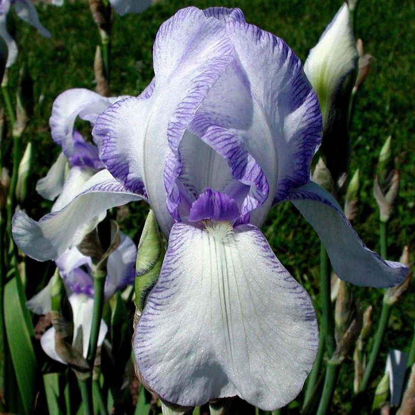Iris germanica Ma Mie - Baardiris (Bloei)