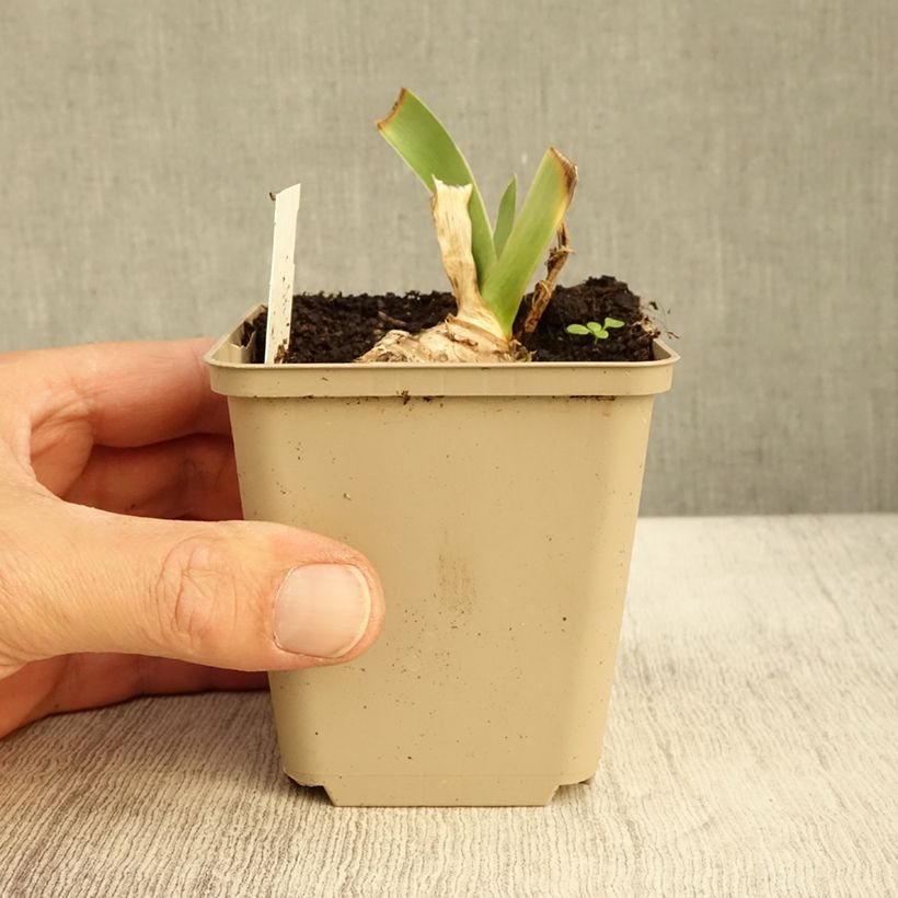 Exemplaar van Iris germanica Ma Mie - Baardiris Kweekpotje van 8/9 cm zoals geleverd in de herfst