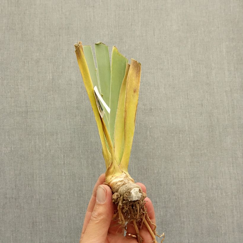 Exemplaar van Iris germanica Magical Encounter - Baardiris Wortelstok zoals geleverd in de winter