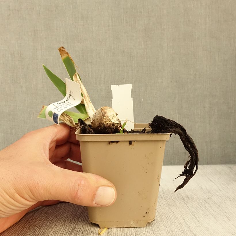 Exemplaar van Iris germanica Magnétisme - Baardiris Kweekpotje van 8/9 cm zoals geleverd in de herfst