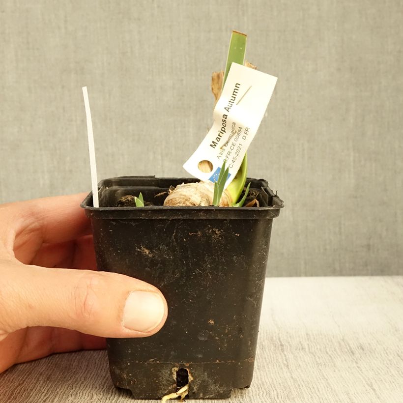 Exemplaar van Iris germanica Mariposa Autumn - Baardiris Kweekpotje van 8/9 cm zoals geleverd in de herfst