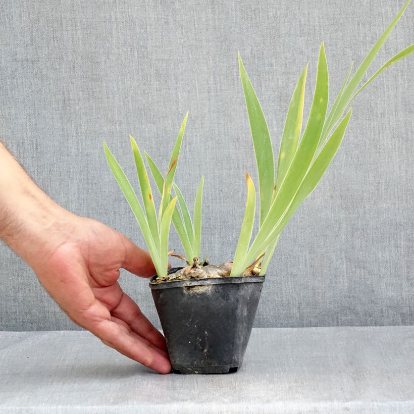 Exemplaar van Iris germanica Marron Chaud - Baardiris Kweekpotje van 8/9 cm zoals geleverd in de zomer