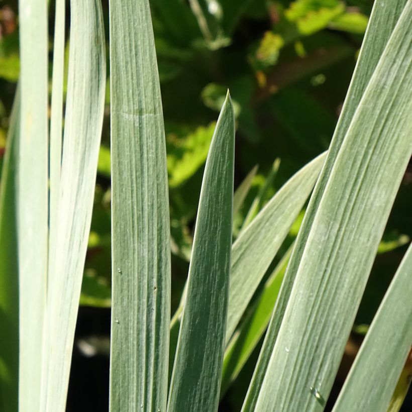 Iris germanica Marron Chaud - Baardiris (Blad)