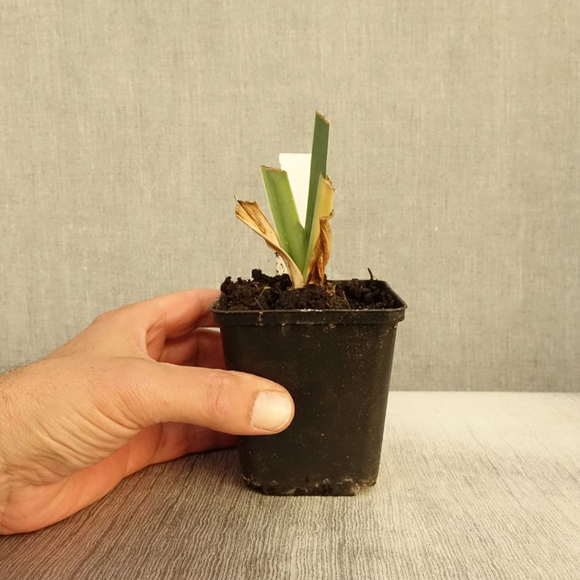 Exemplaar van Iris germanica Marron Chaud - Iris des Jardins Godet de 8/9 cm zoals geleverd in de herfst