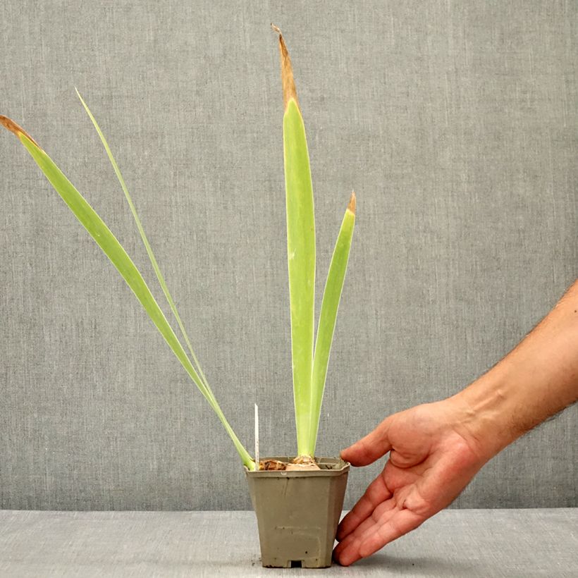 Exemplaar van Iris germanica Masque Noir - Baardiris Kweekpotje van 8/9 cm zoals geleverd in de zomer