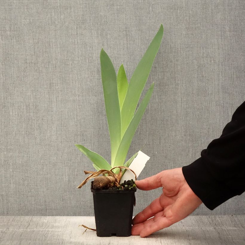 Exemplaar van Iris germanica Mer du Sud - Baardiris Kweekpotje van 8/9 cm zoals geleverd in de lente