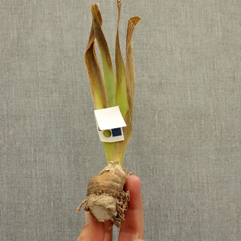 Exemplaar van Iris germanica Mistigri - Baardiris Wortelstok zoals geleverd in de winter