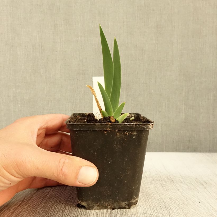 Exemplaar van Iris germanica Modern Woman - Baardiris Kweekpotje van 8/9 cm zoals geleverd in de herfst