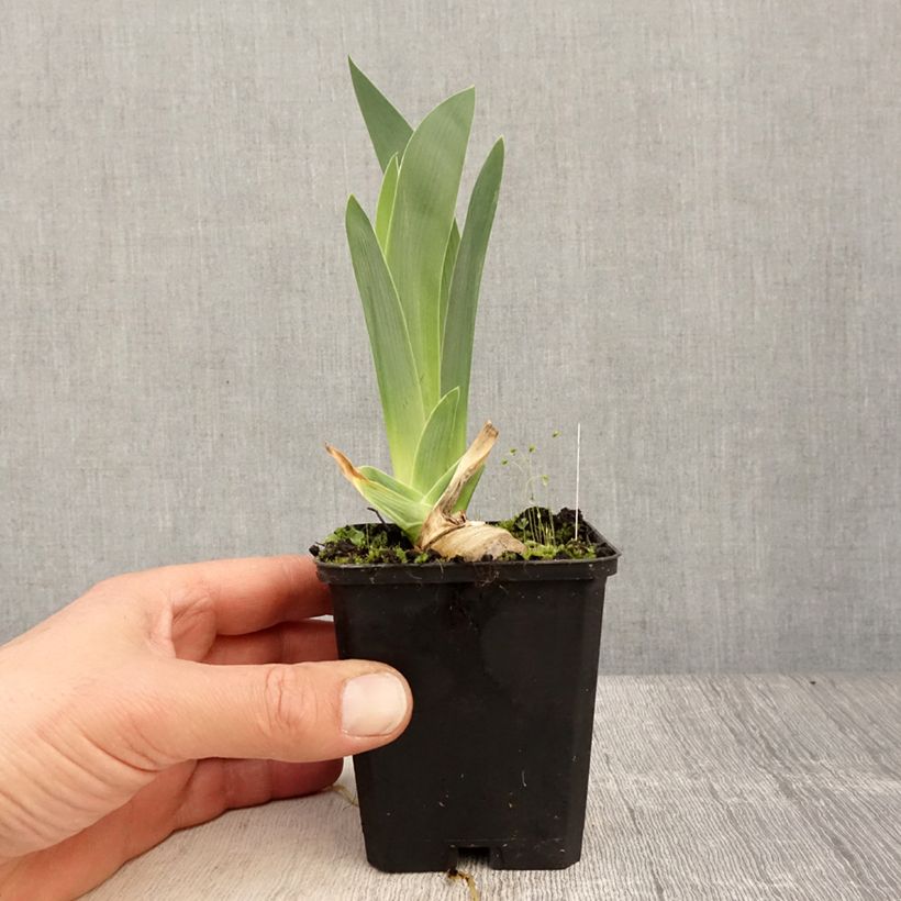 Exemplaar van Iris germanica Modern Woman - Baardiris Kweekpotje van 8/9 cm zoals geleverd in de lente