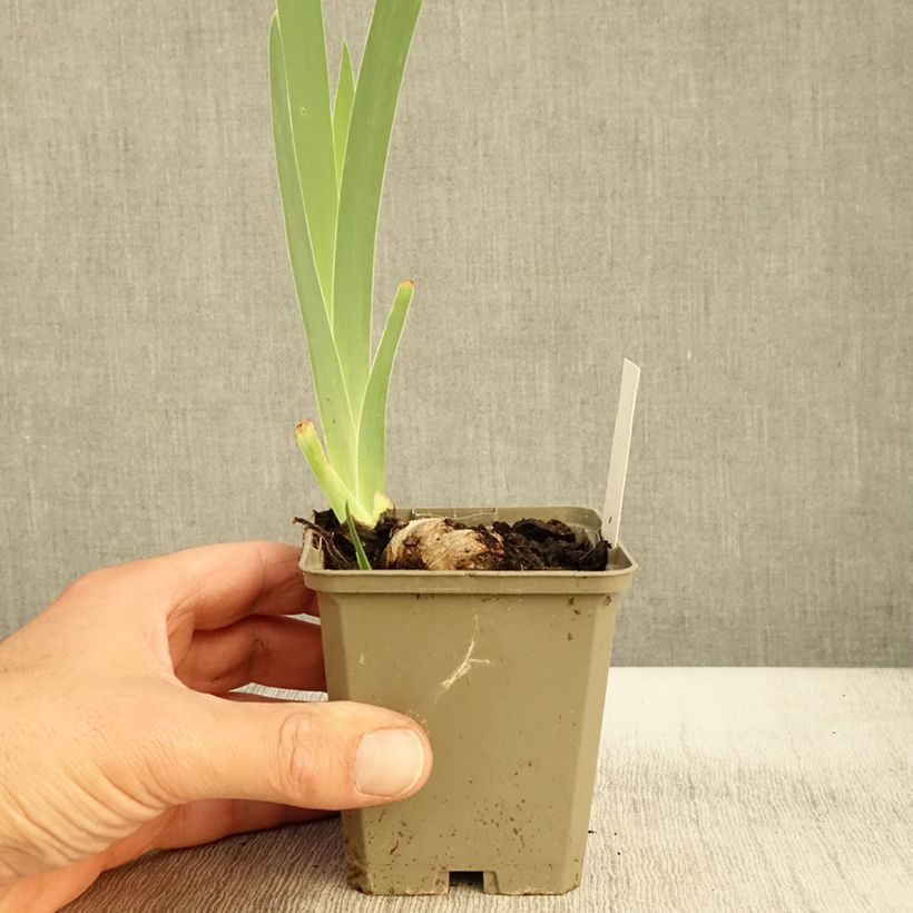 Exemplaar van Iris germanica Morning Mail - Baardiris Kweekpotje van 8/9 cm zoals geleverd in de herfst
