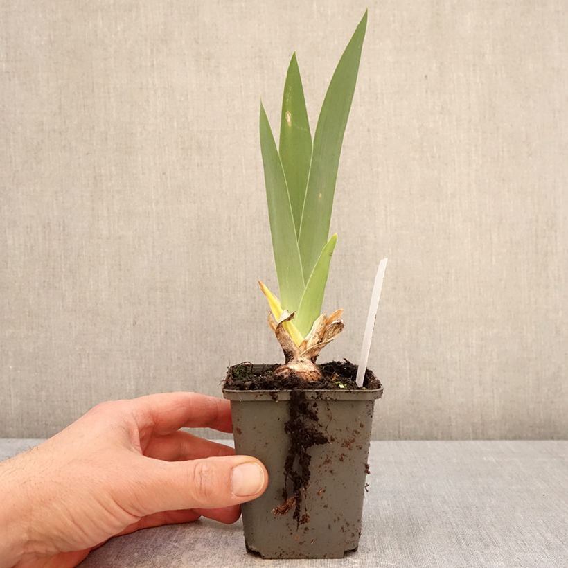 Exemplaar van Iris germanica Natchez Trace - Baardiris Kweekpotje van 8/9 cm zoals geleverd in de lente