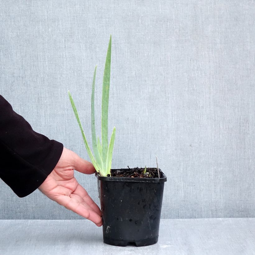 Exemplaar van Iris germanica Natchez Trace - Baardiris Pot van 1,5 l/2 l zoals geleverd in de herfst