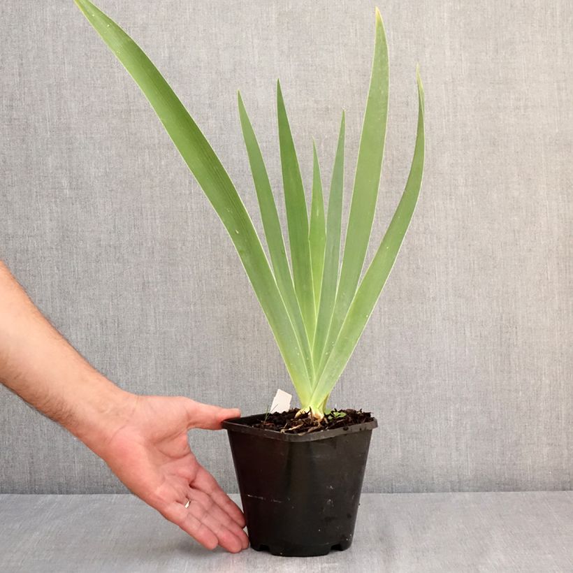 Exemplaar van Iris germanica Natchez Trace - Baardiris Pot van 1,5 l/2 l zoals geleverd in de zomer