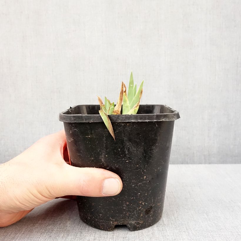 Exemplaar van Iris germanica Natchez Trace - Iris des Jardins  Pot de 1,5L/2L zoals geleverd in de winter
