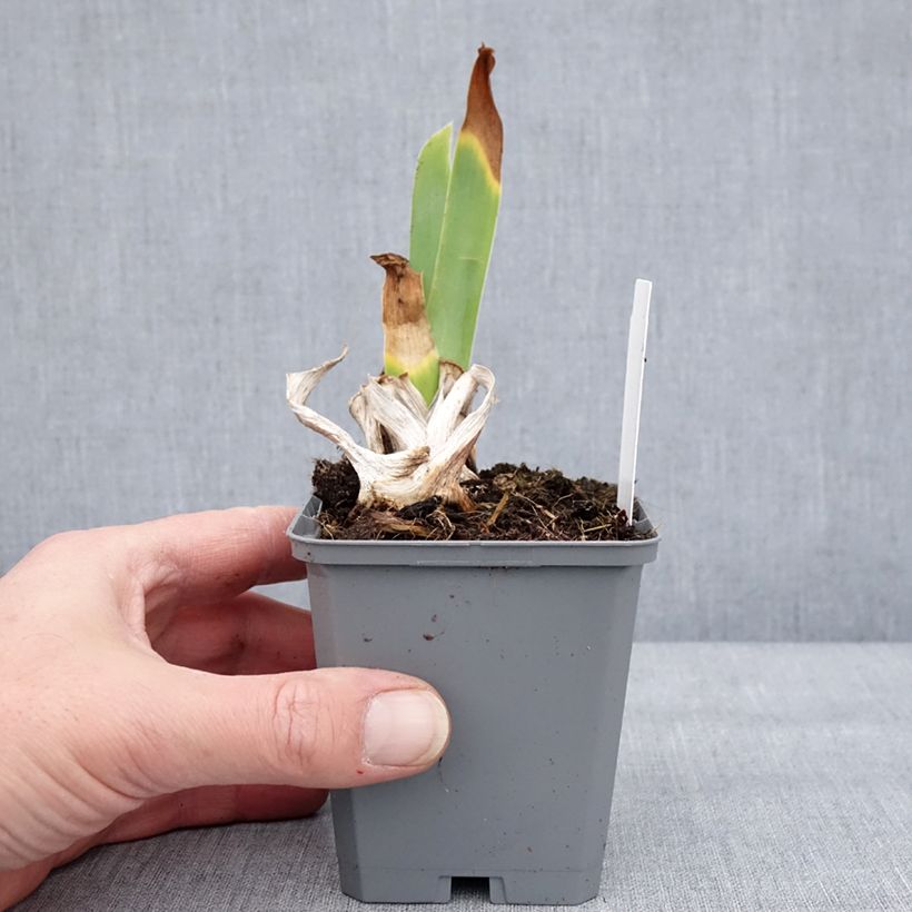 Exemplaar van Iris germanica Natchez Trace - Baardiris Kweekpotje van 8/9 cm zoals geleverd in de winter