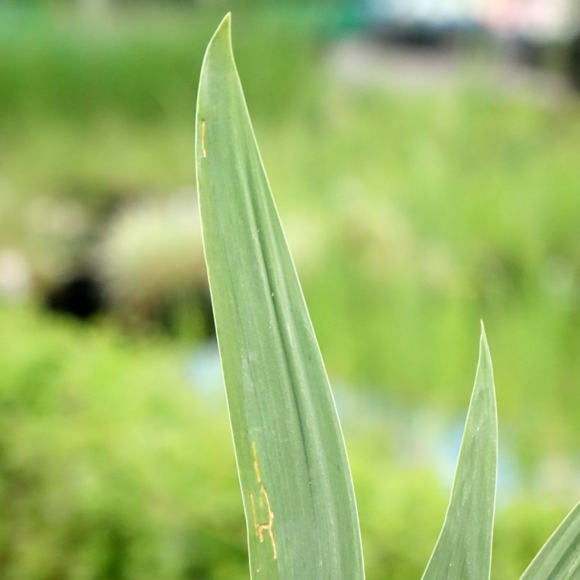 Iris germanica Night Edition - Baardiris (Blad)