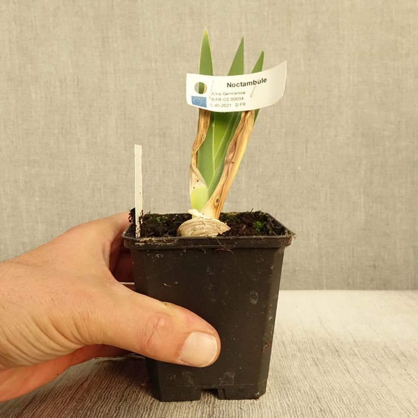 Exemplaar van Iris germanica Noctambule - Iris des Jardins Godet de 8/9 cm zoals geleverd in de herfst
