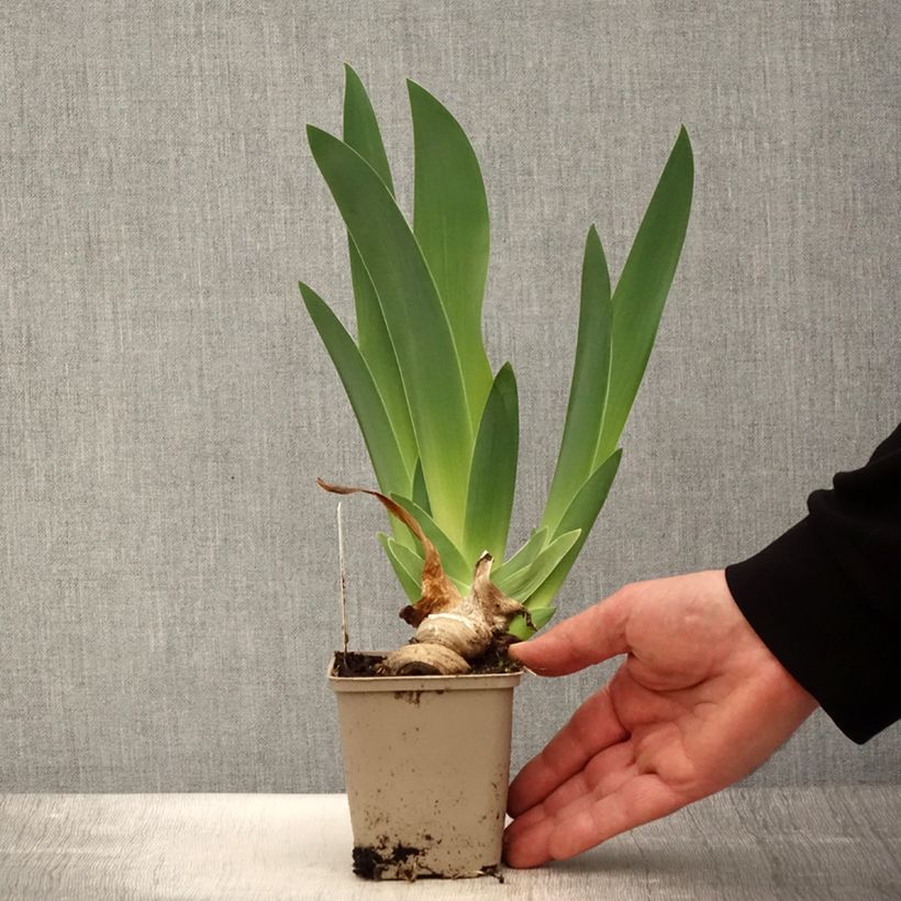 Exemplaar van Iris germanica Oh! Susannah - Baardiris Kweekpotje van 8/9 cm zoals geleverd in de lente
