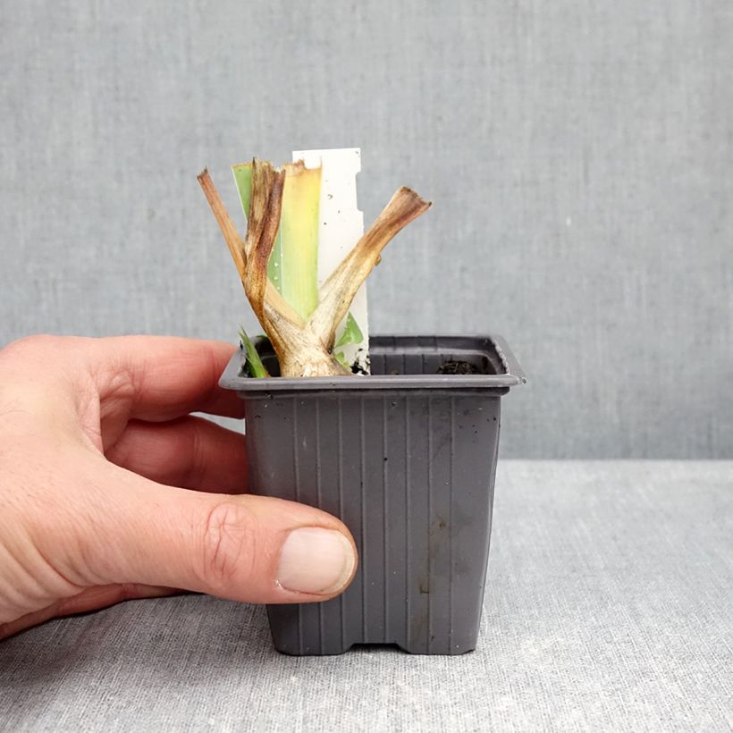 Exemplaar van Iris germanica Ola Kala - Baardiris Kweekpotje van 8/9 cm zoals geleverd in de herfst
