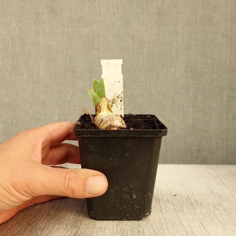 Exemplaar van Iris germanica On The Move - Iris des Jardins Godet de 8/9 cm zoals geleverd in de herfst