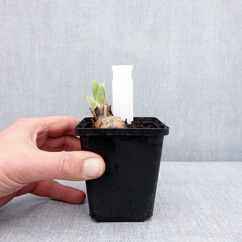 Exemplaar van Iris germanica On The Move - Baardiris Kweekpotje van 8/9 cm zoals geleverd in de winter