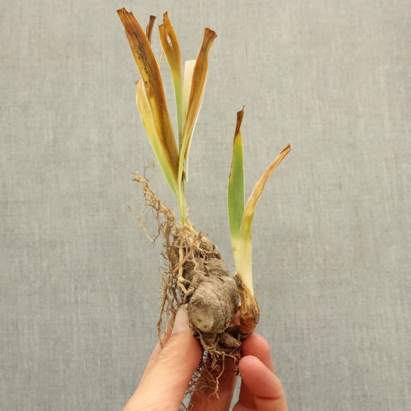 Exemplaar van Iris germanica Palette De Peintre - Baardiris Wortelstok zoals geleverd in de winter