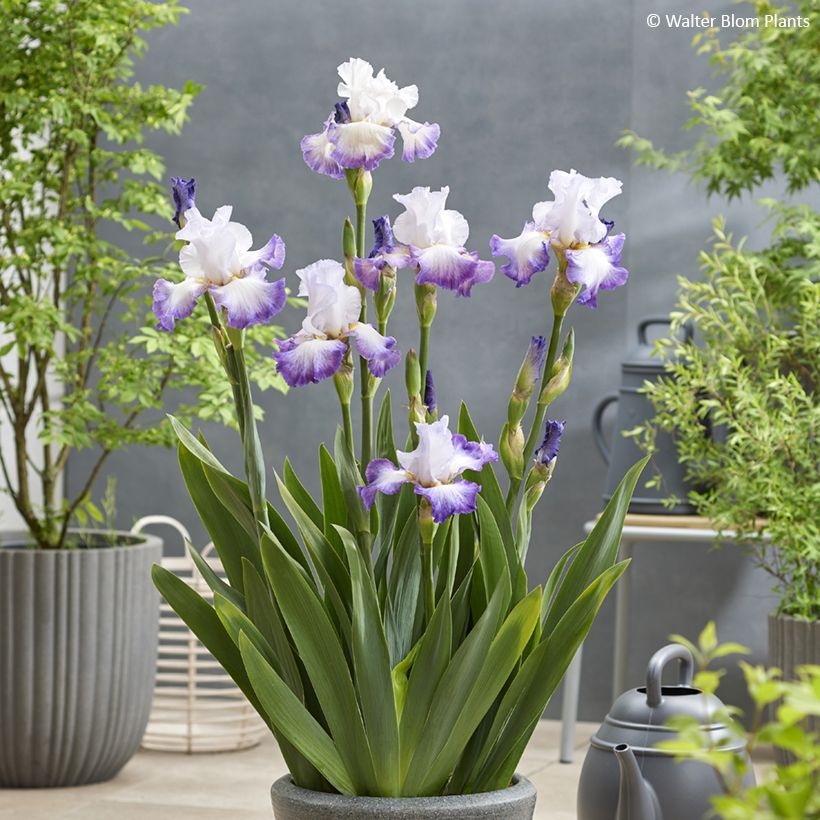 Iris germanica Pastel Printanier - Baardiris (Groeiplaats)